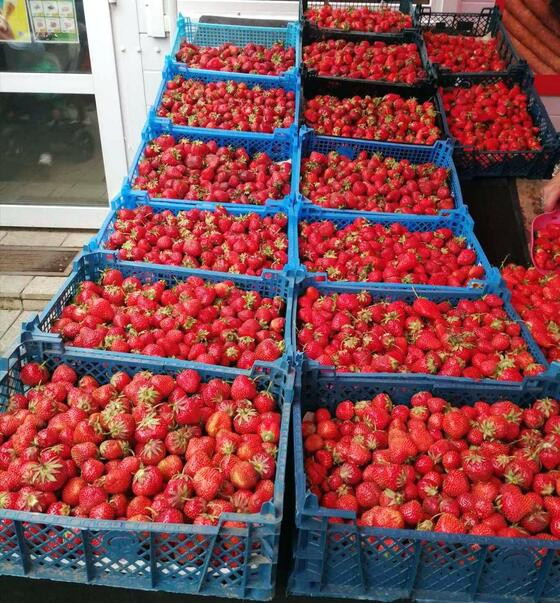 Изучаем ценовой диапазон на сезонную продукцию на рынке в Витебске