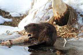 Beaver and otter hunting season continues: timing and rules