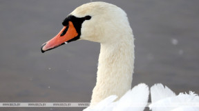 Two swans settled on Lake Sosna in Vitebsk district
