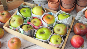 How to preserve apples longer? We learned from an experienced gardener