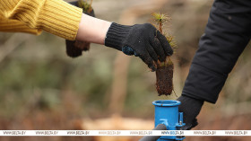 Over 20,000 people join Belarus’ reforestation campaign in one week Over 20,000 people join Belarus’ reforestation campaign in one week