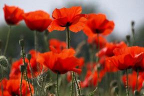 Where poppy blossoms