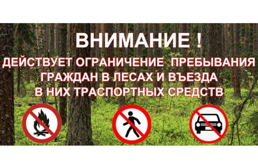 О введении ограничения посещения лесов